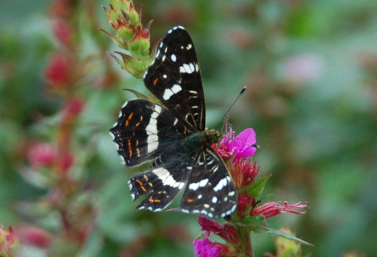 vlinders-Araschnia levana-landkaartje 2e generatie-2